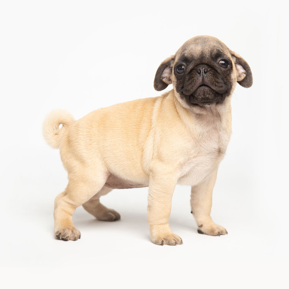 pug1.jpg