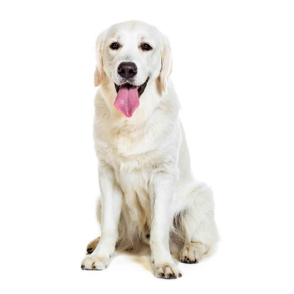 golden-retriever-3.jpg
