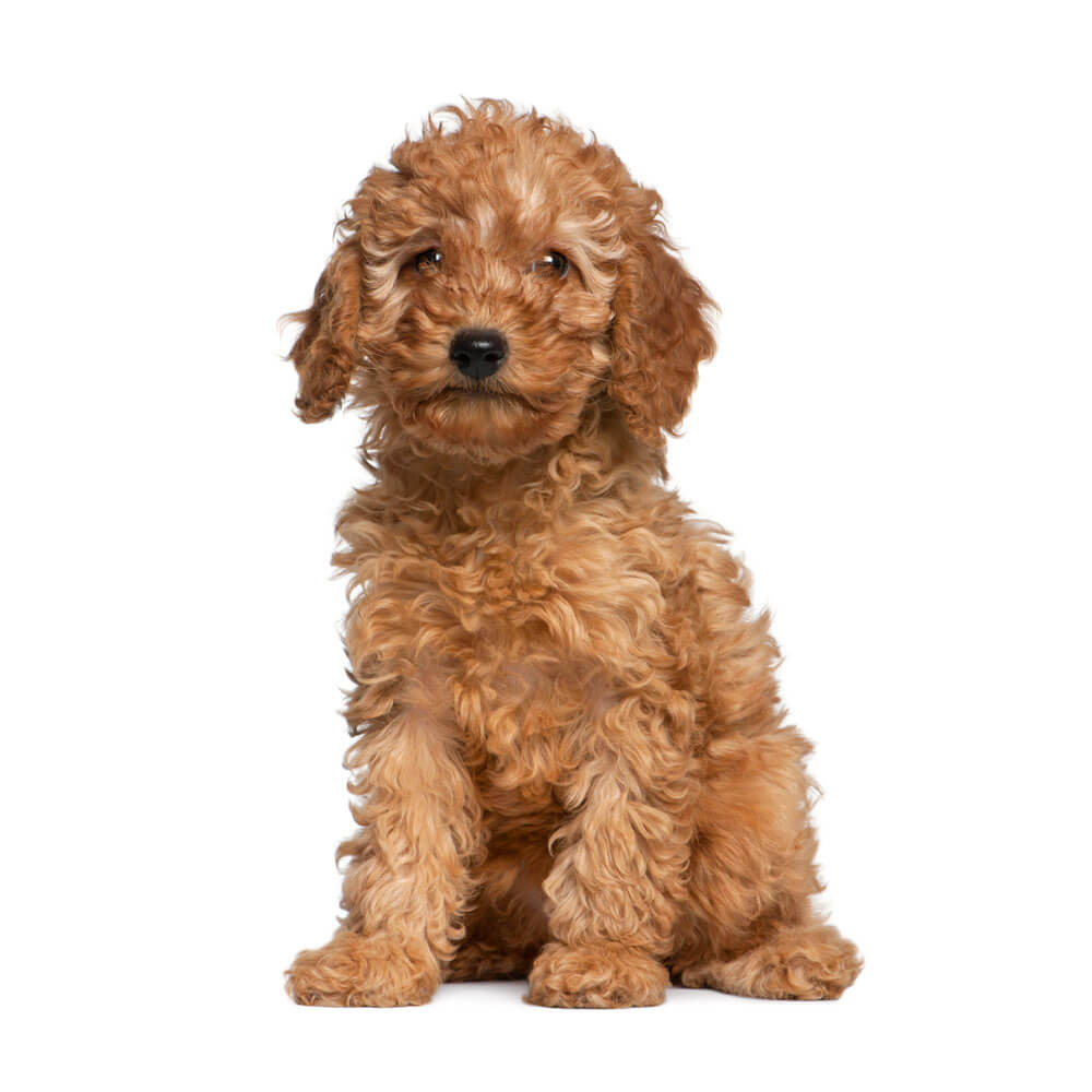 poodle 1.jpg