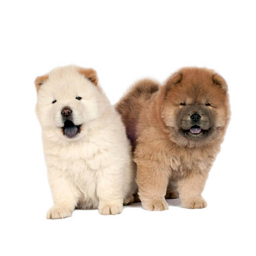 puppy-chow-chow 1.jpg