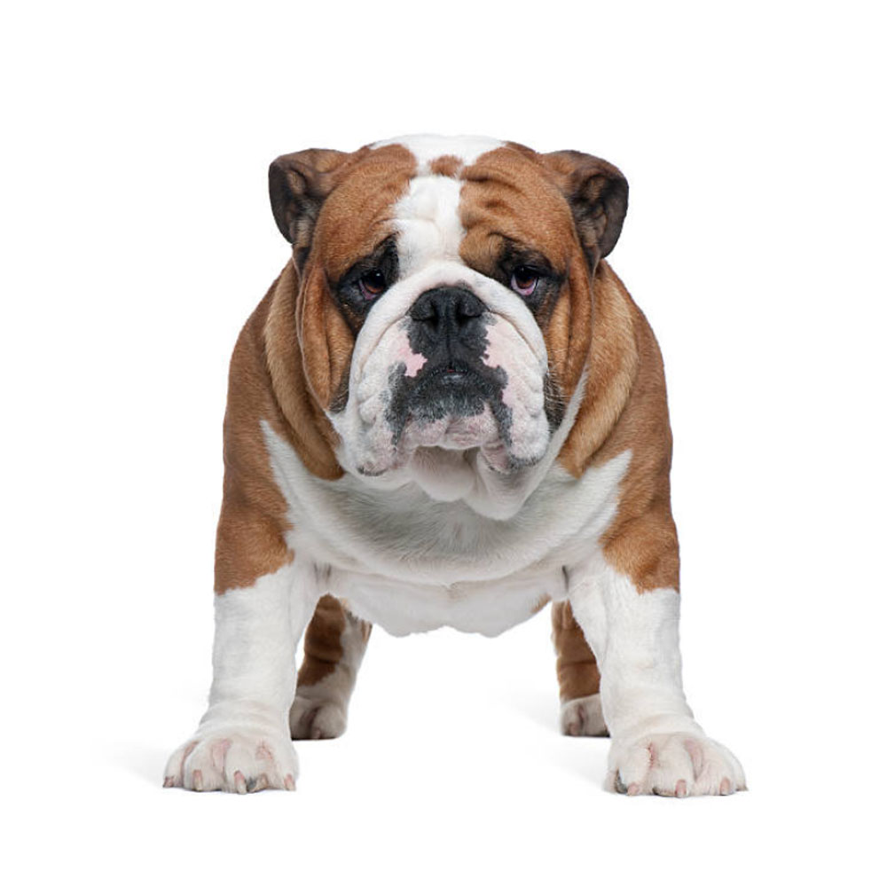 english-bulldog-dogcenter.jpg