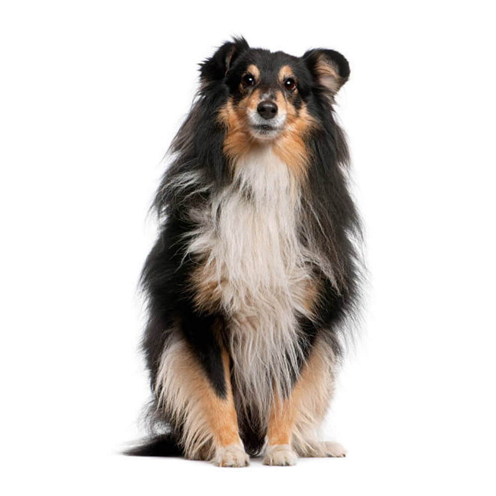 collie-3.jpg
