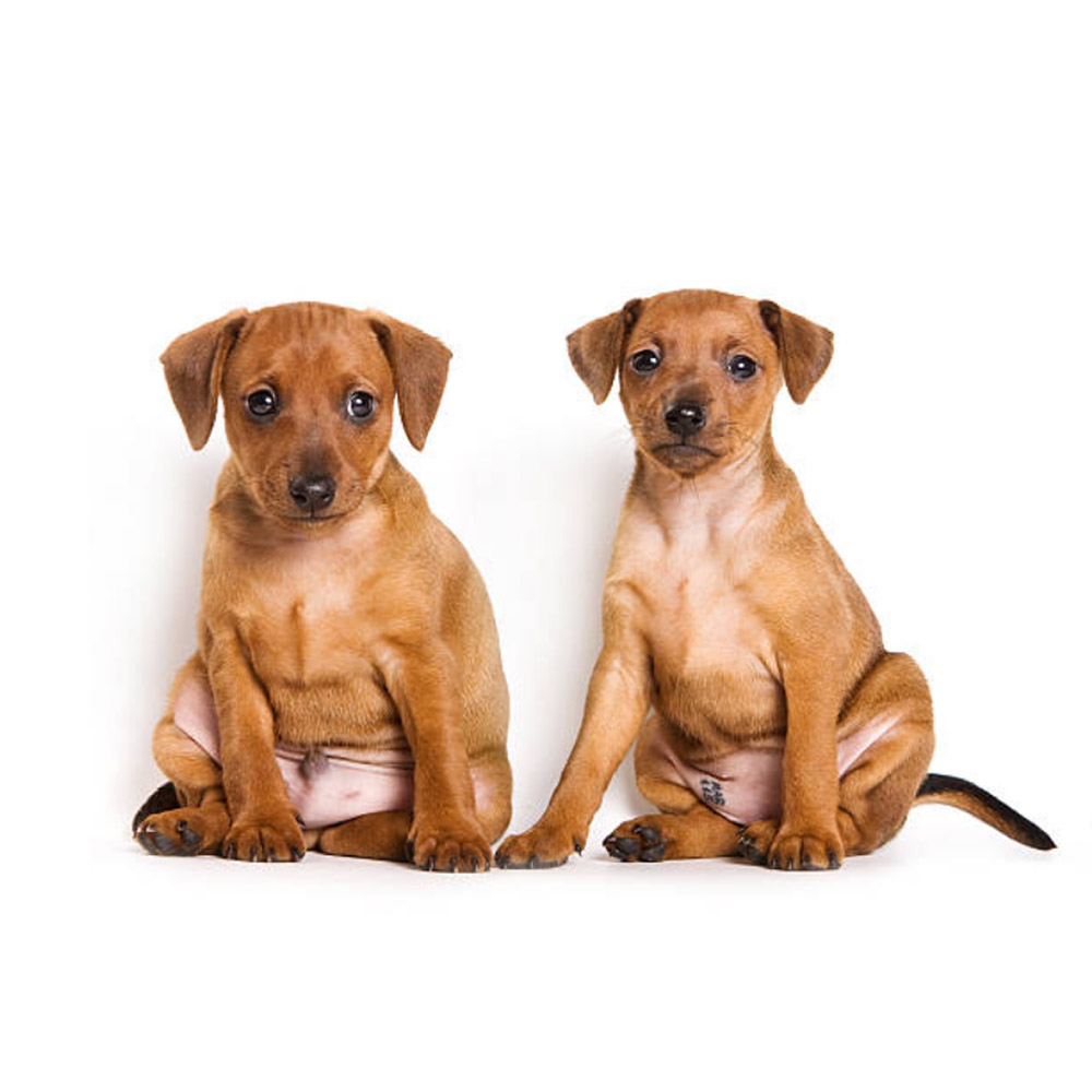 pinscher-miniature-puppies.jpg