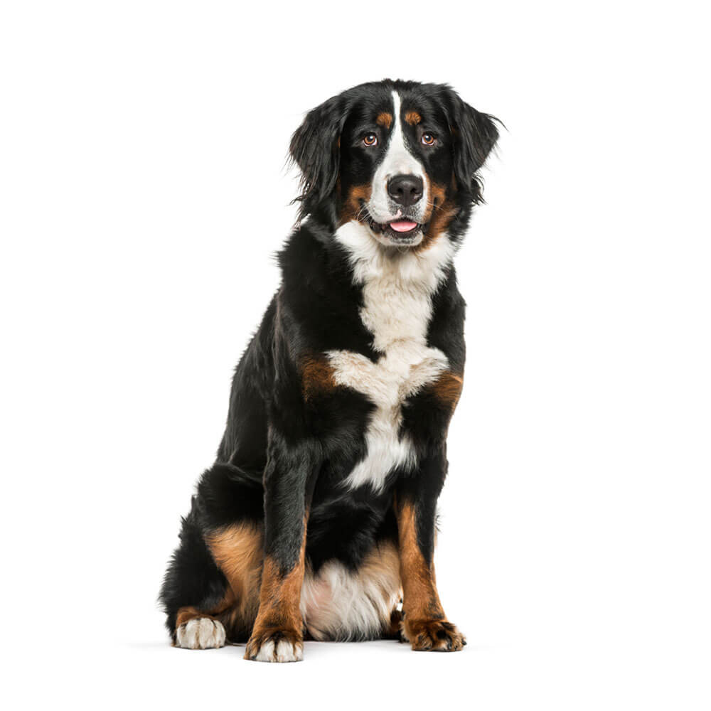 bernese-mountain-2.jpg