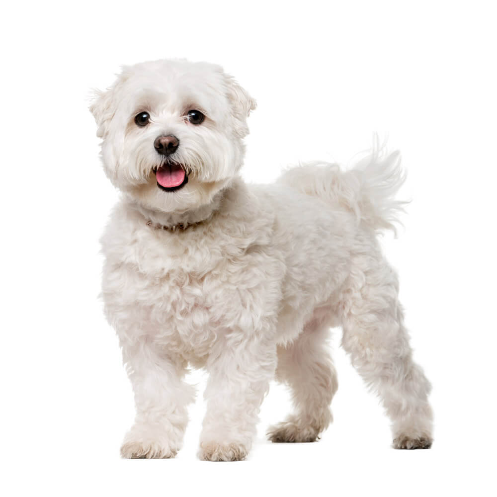 maltese 2.jpg