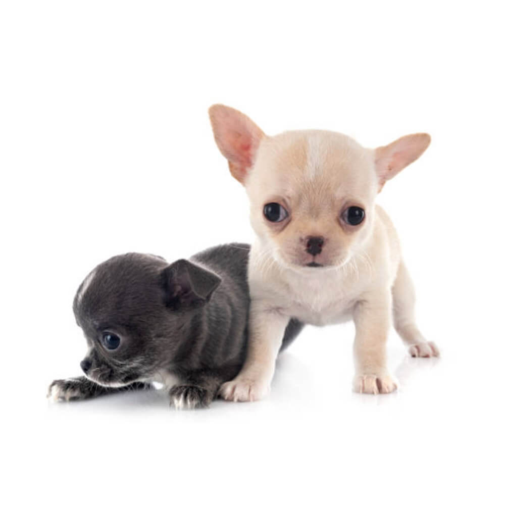chihuahua2.jpg