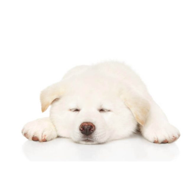 akita-inu-3.jpg