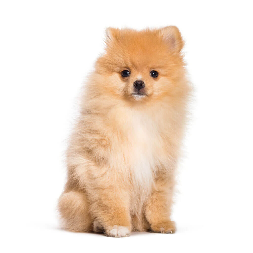 pomeranian1.jpg