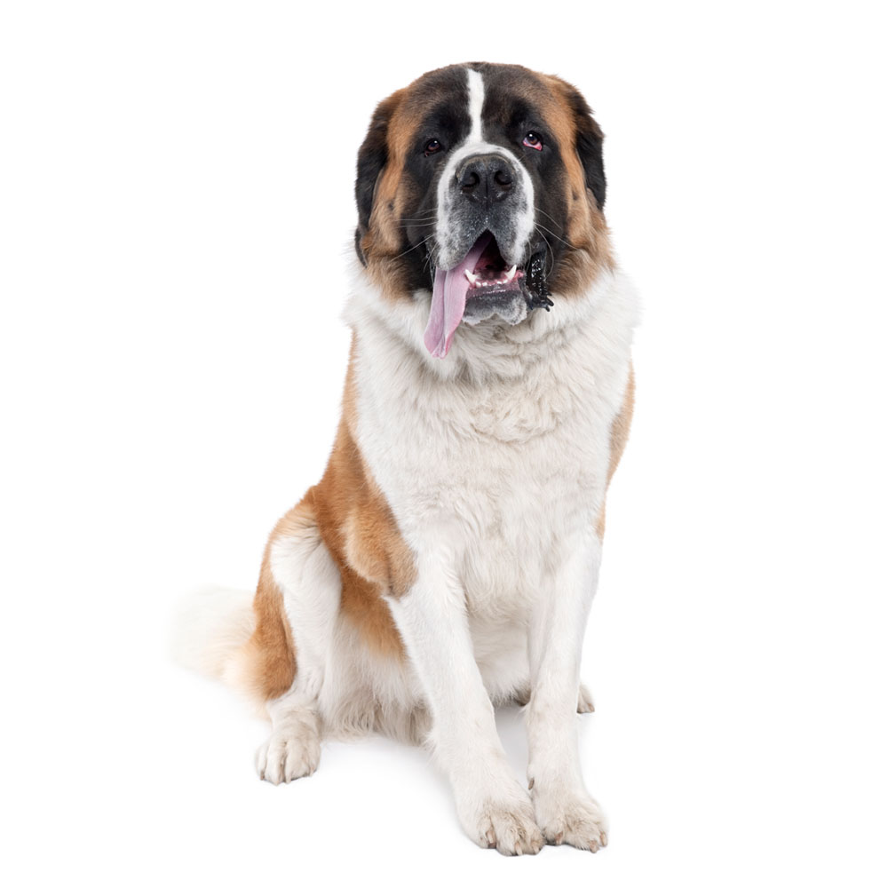 saint-bernard.jpg