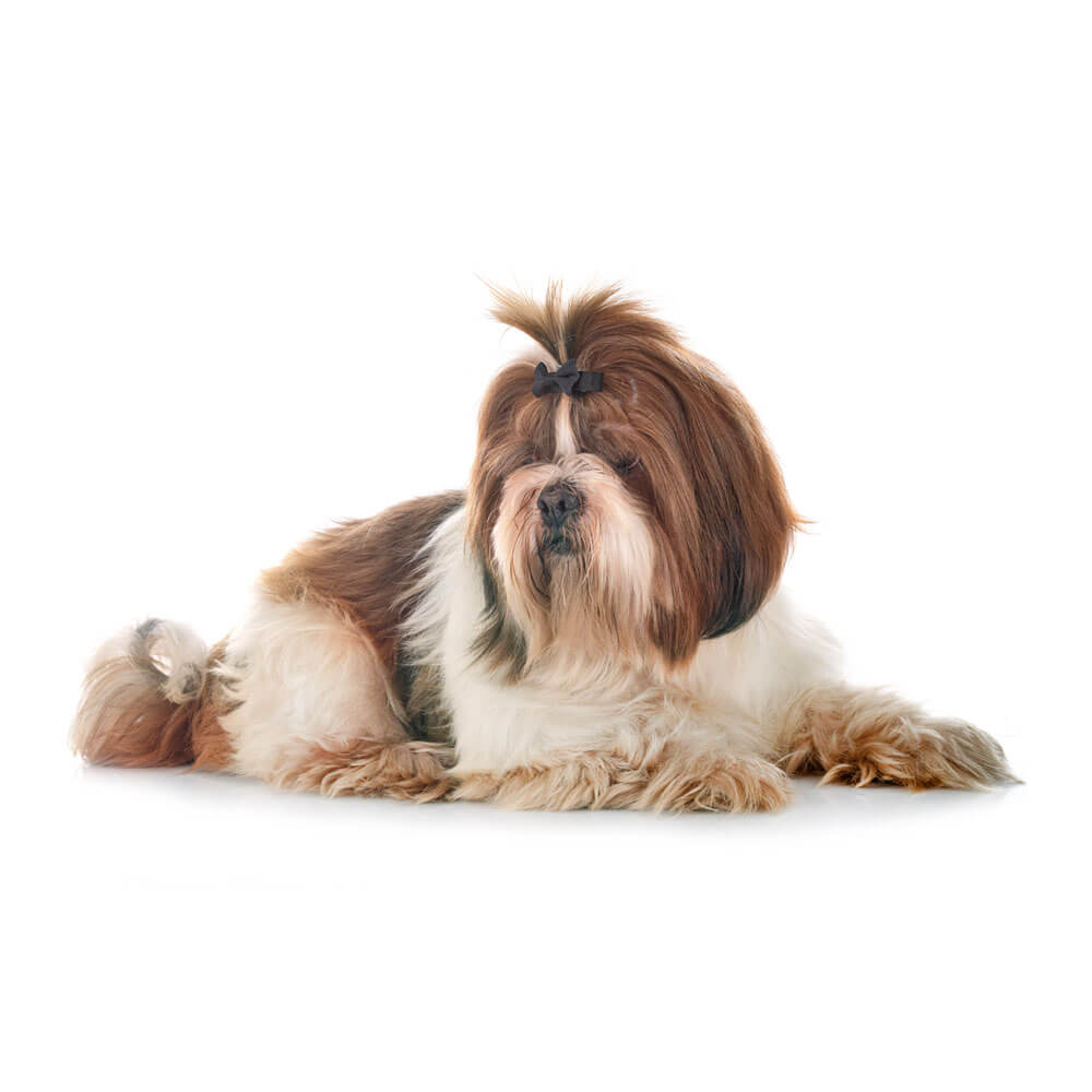 shih-tzu.jpg