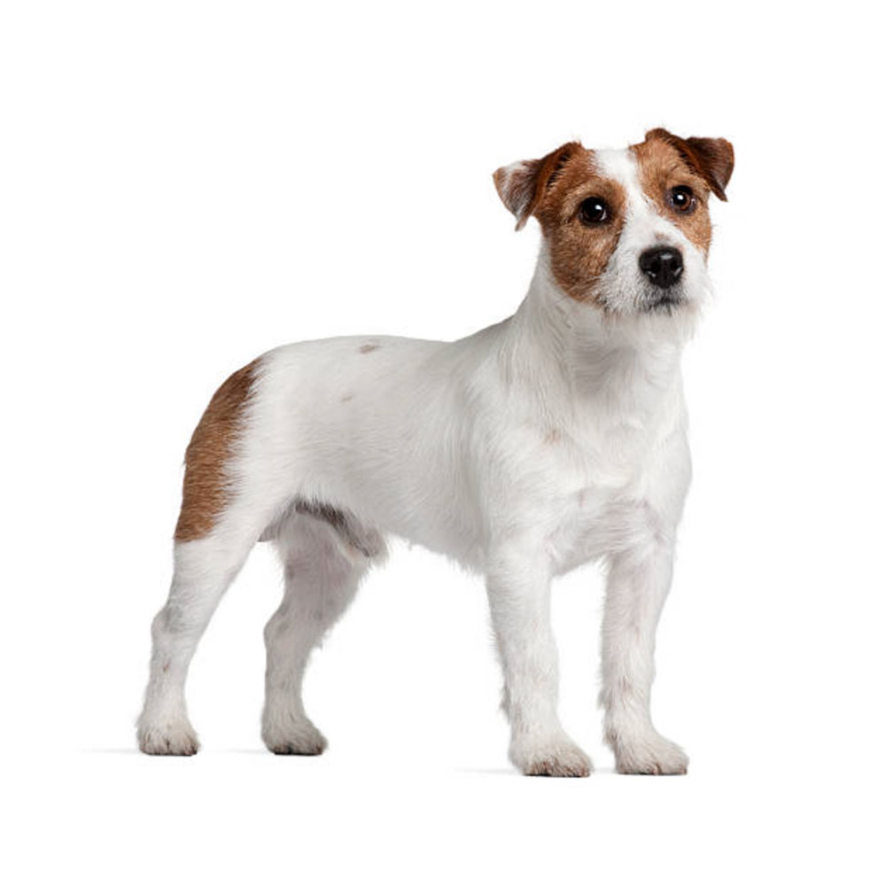 dogcenter-jack-russell.jpg