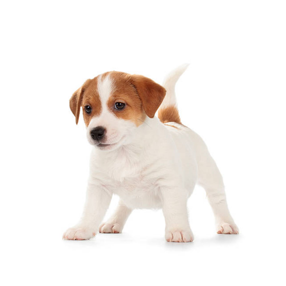 jack-russell-dogcenter.jpg
