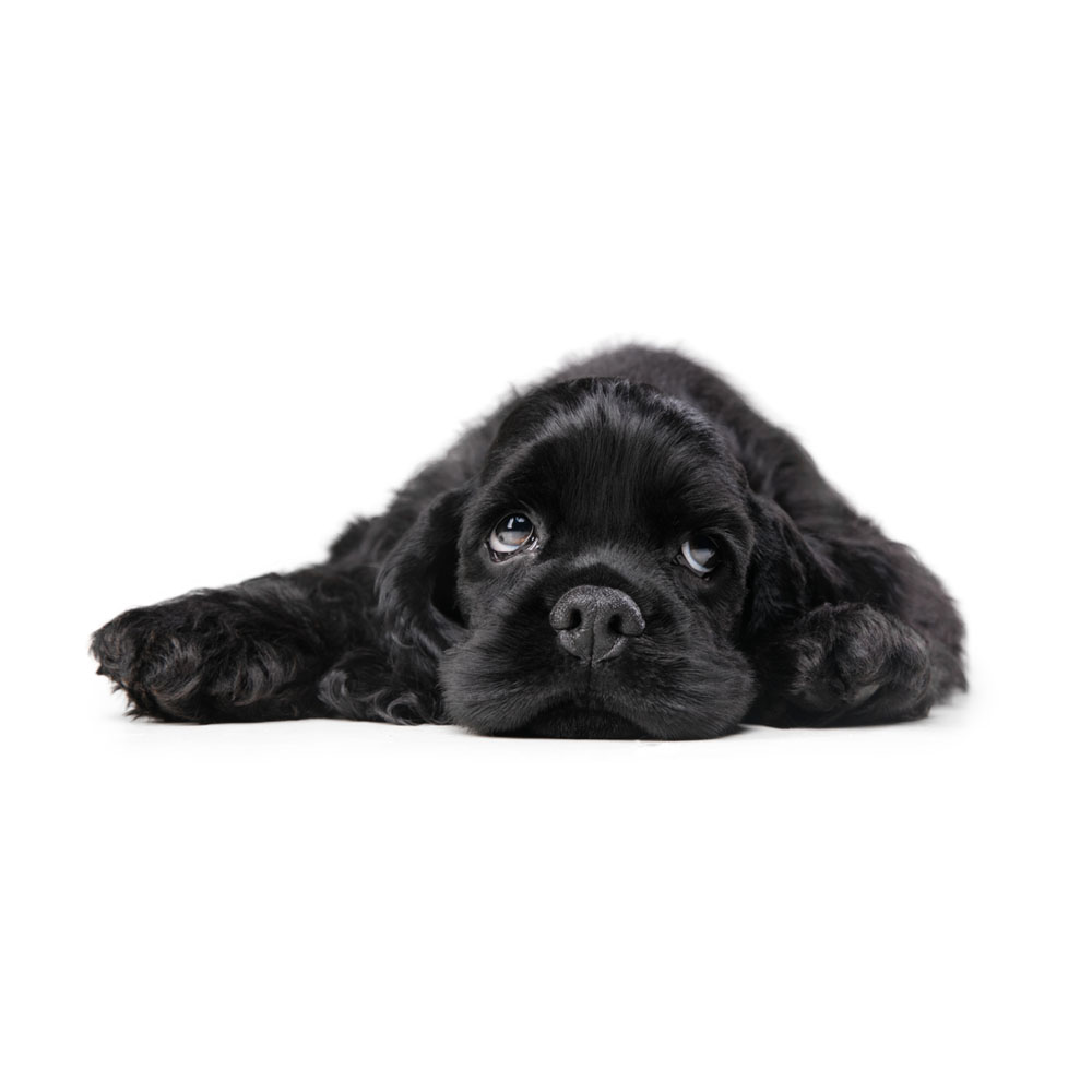 american-cocker-spaniel-black-puppy.jpg