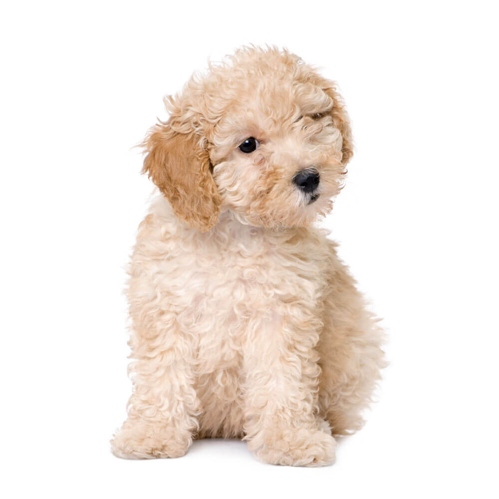 poodle 2.jpg