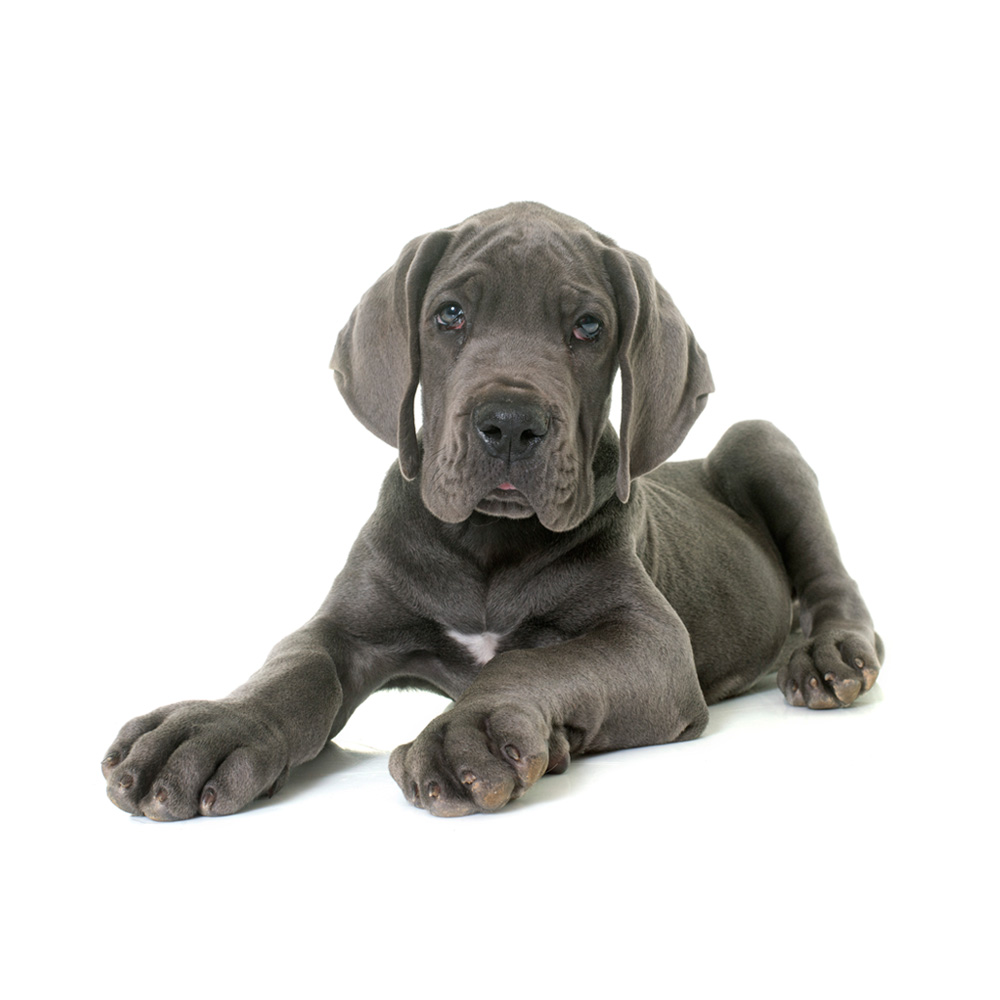 puppy-great-dane-1.jpg