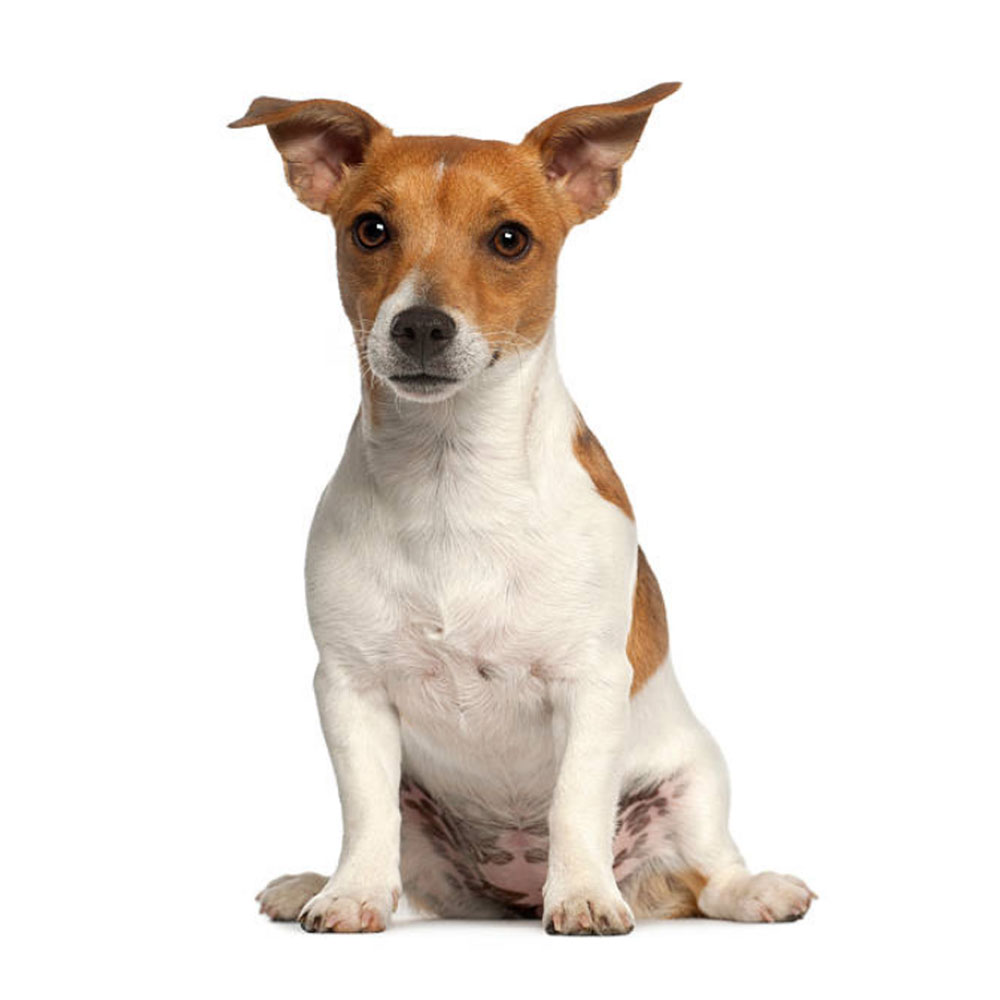 jack-russell.jpg