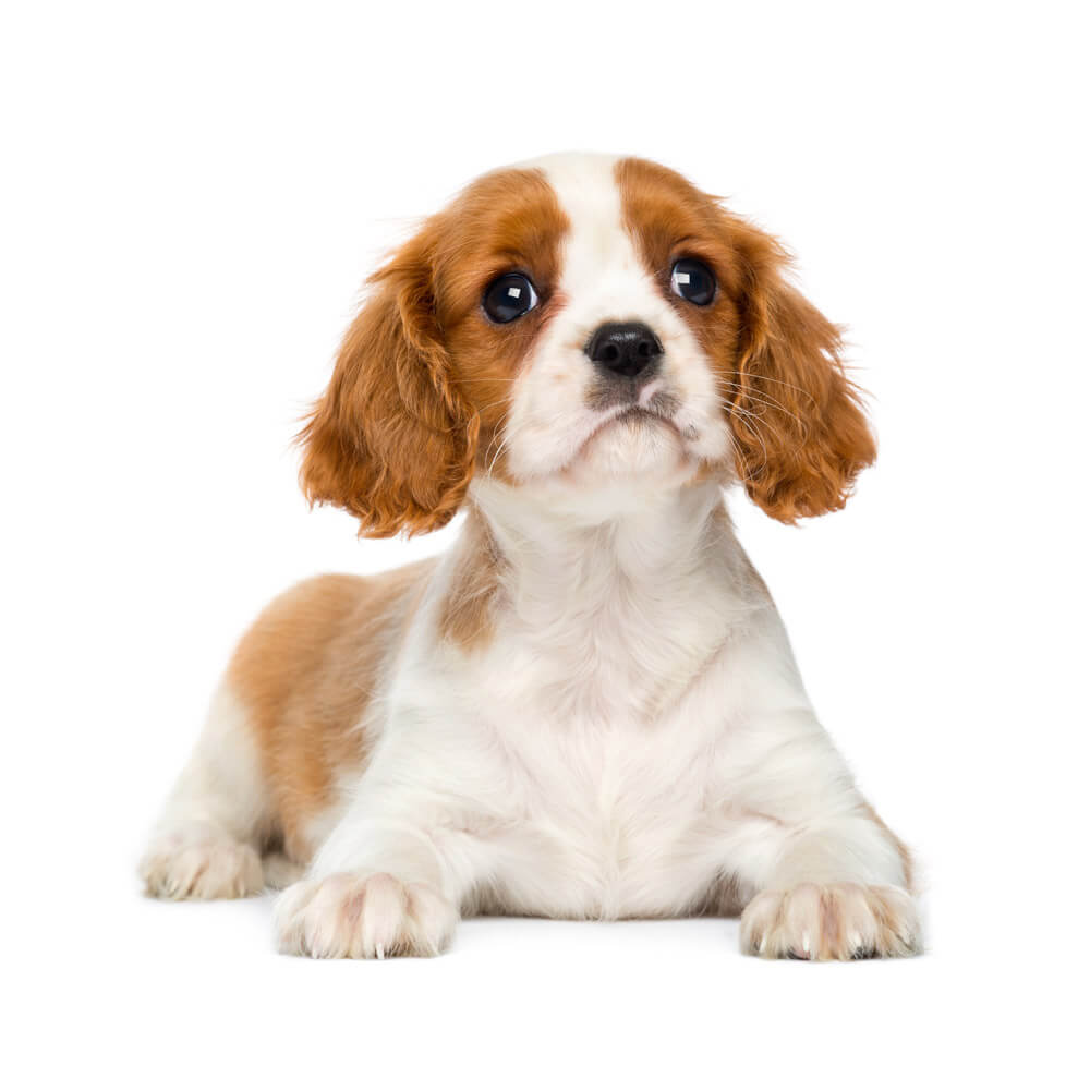 king-charles1.jpg