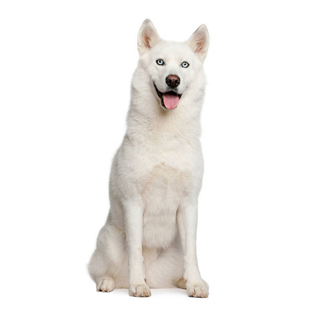 husky-puppy-dogcenter.jpg