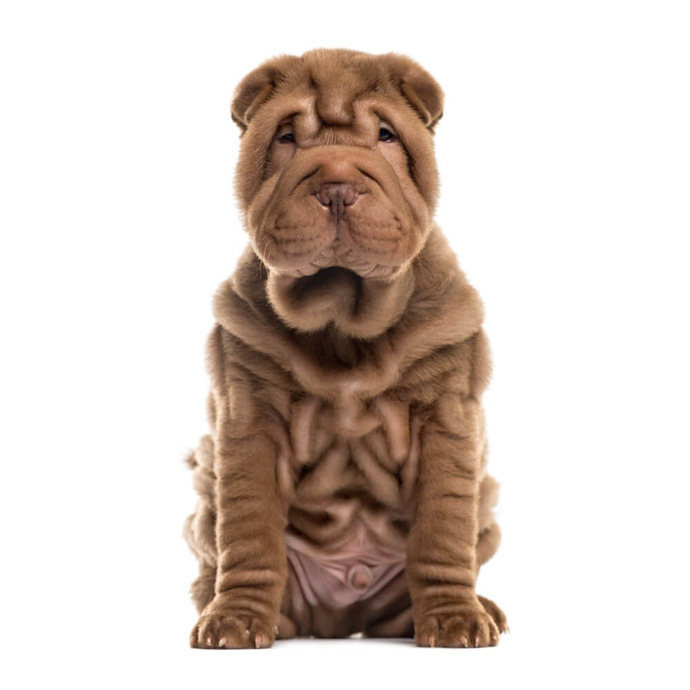 shar-pei-puppy.jpg