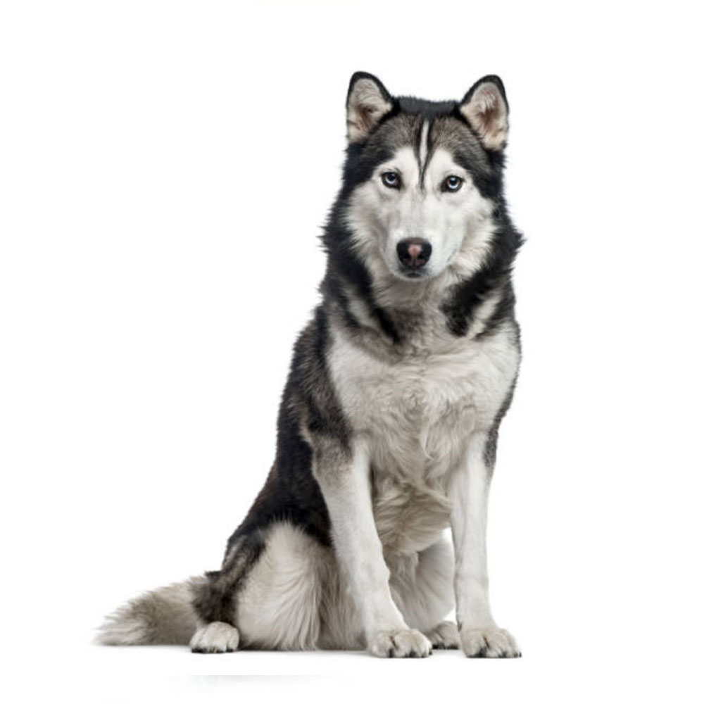 husky-puppy.jpg