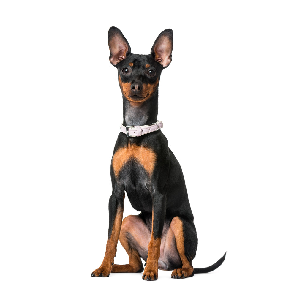 miniature-pinscher-dogcenter.jpg