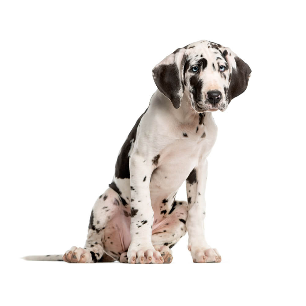 great-dane-harlequin-4.jpg