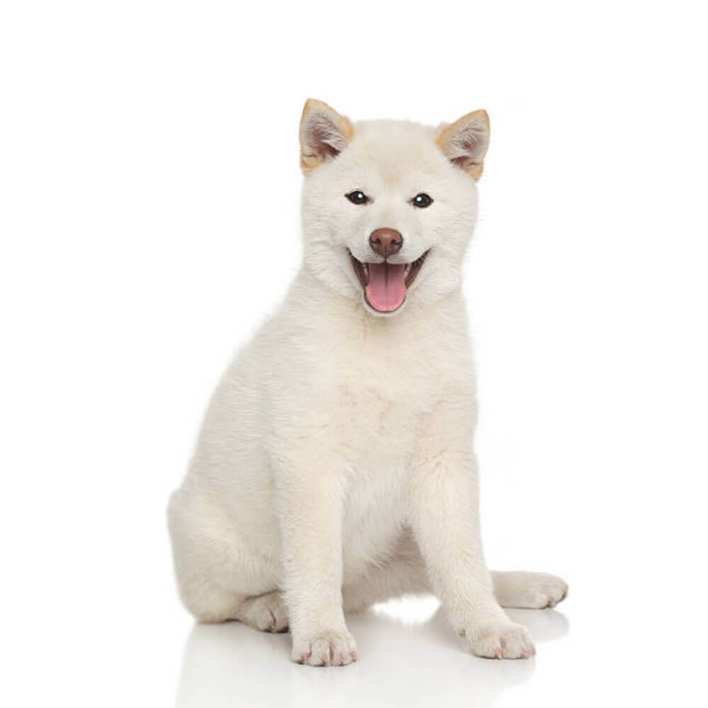 shiba-inu-white.jpg